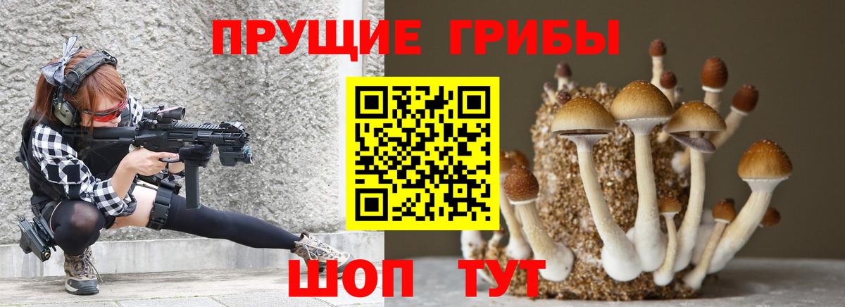 Галлюциногенные грибы Psilocybe Киселёвск